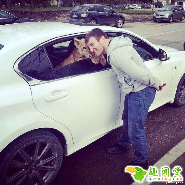 摔跤手找不到训练对象，于是养了只狮子当对手