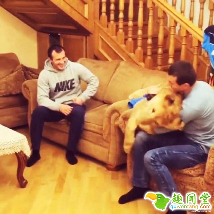 摔跤手找不到训练对象，于是养了只狮子当对手