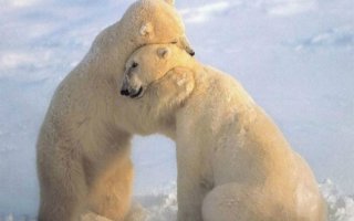 别再买狗粮了，美国人发明了“拥抱器”想