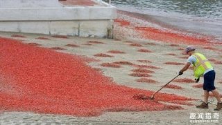密恐慎入！美国加州某海岸遭千万只小龙虾