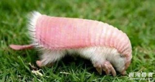 这种看起来像生鱼片的可爱生物，是最难琢