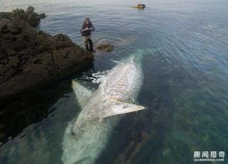 他在海边拍到超罕见8米长鲨鱼尸体，专家