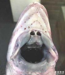 战斗民族渔夫分享了他捕获的各种珍奇深海