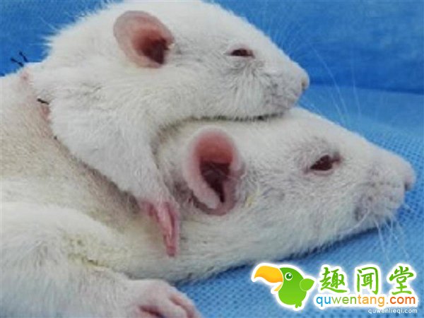 老鼠“换头”手术成功！下一个“换头”的或是中国人