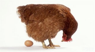 人坐在蛋上能孵出小鸡吗？真的有人成功了