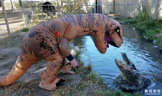 玩命，小伙假扮霸王龙戏弄水中鳄鱼