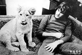 当年放生的小狮子如今已是野生狮群首领，