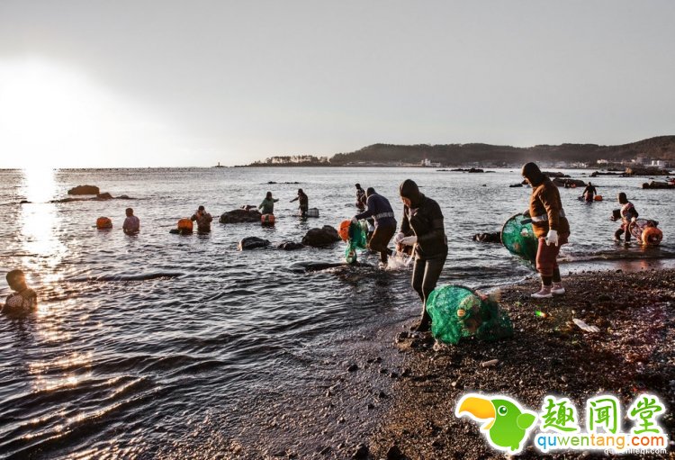 现实版美人鱼平均年龄70岁，你吃的美味都出自她们之手
