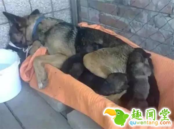 黑背为了守护宝宝和主人，在墓碑下挖了一个洞穴