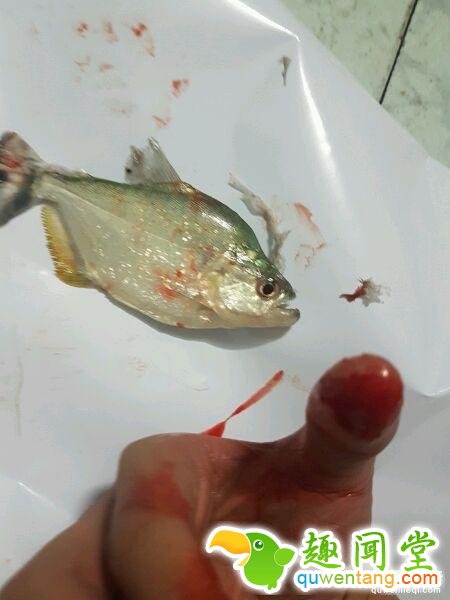 他把食人鱼当宠物鱼养 被咬一口才知道厉害！ 第2张图片