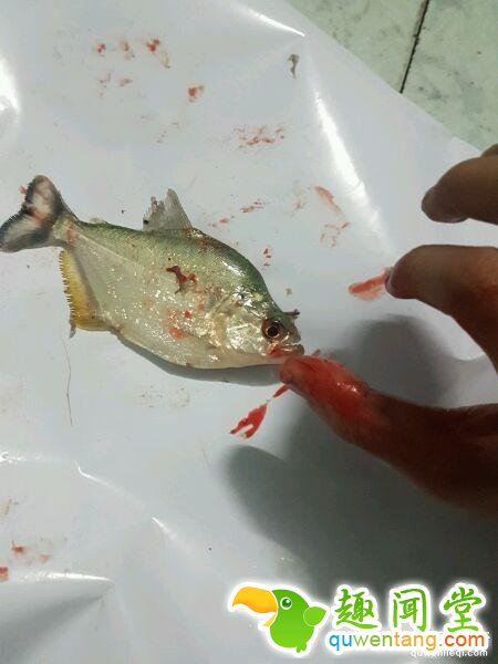 他把食人鱼当宠物鱼养 被咬一口才知道厉害！ 第5张图片