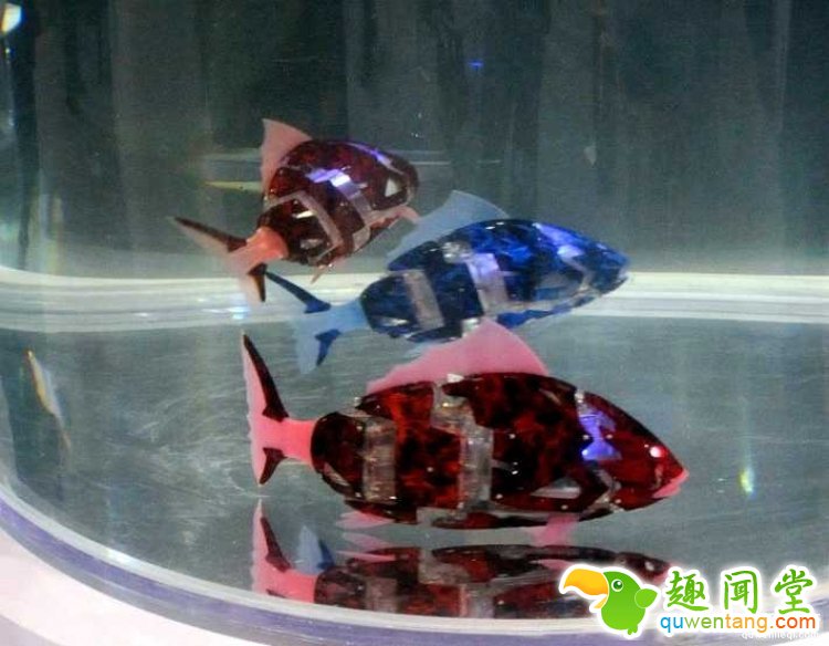 这才是真正的“天价鱼”，随便一条几十万