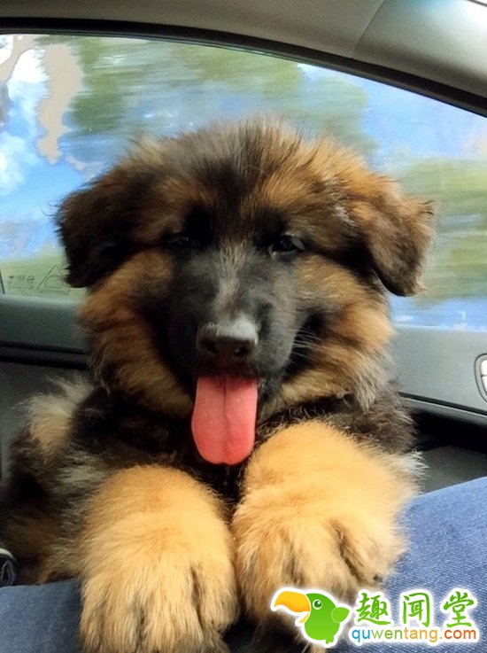 萌爆了！澳洲情侣拍照记录德牧大萌宝的成长