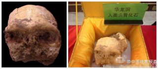 好奇！ 中国科学家发现新猿人头骨化石