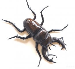 巧克力被做成这样，你还敢吃吗？