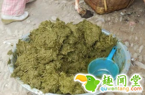贵州特色美食牛粪火锅：煮时牛粪味，吃时极美味！(1)