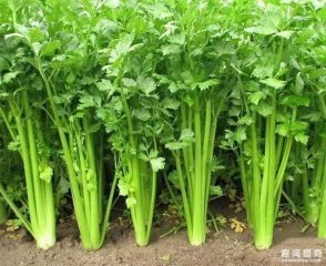 吃芹菜不要叶？你丢掉的都是营养
