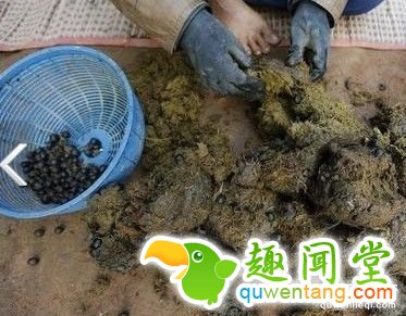 贵州特色美食牛粪火锅：煮时牛粪味，吃时极美味！(9)