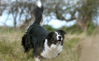 研制机器人牧羊犬 聚拢和放牧牲畜的机器