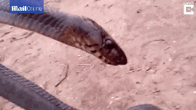 这条蛇会装死，我们欠它一座奥斯卡小金人啊