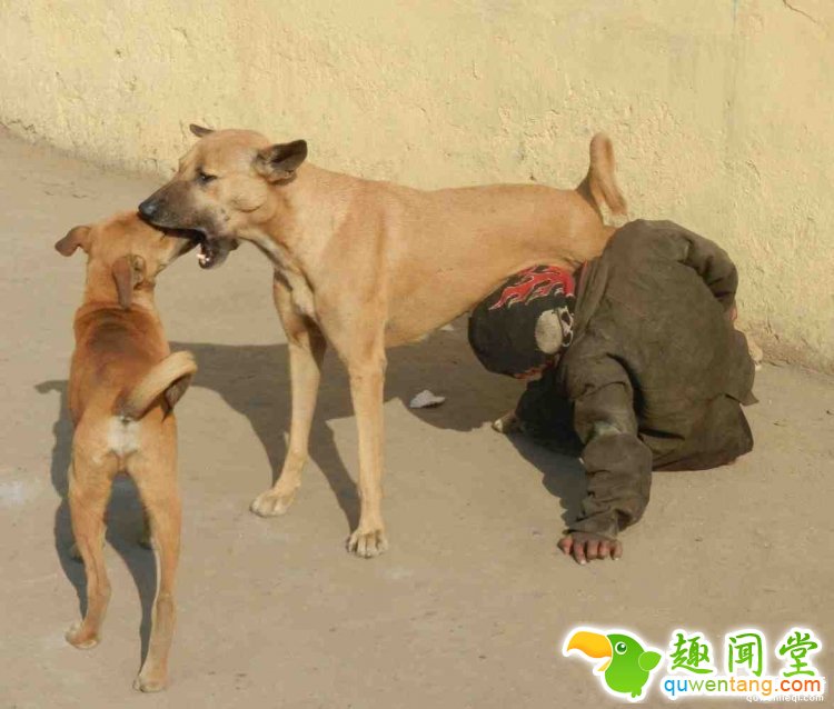 10岁印度男孩对狗奶上瘾，流浪狗见他就跑