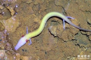 外国男子以为在山洞中发现了中国龙幼崽，