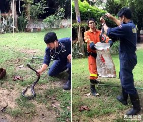 泰国“蛇语者”徒手捉眼镜王蛇，这画面也