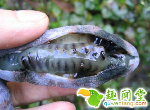 像尸体颜色一般的香蕉 你敢吃吗？