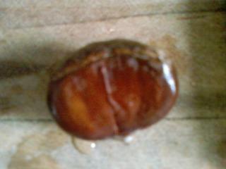 据说这样煮板栗，好吃易剥又不伤手！