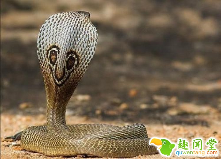 厉害了我的哥，印度老头常年表演被眼镜蛇咬舌头