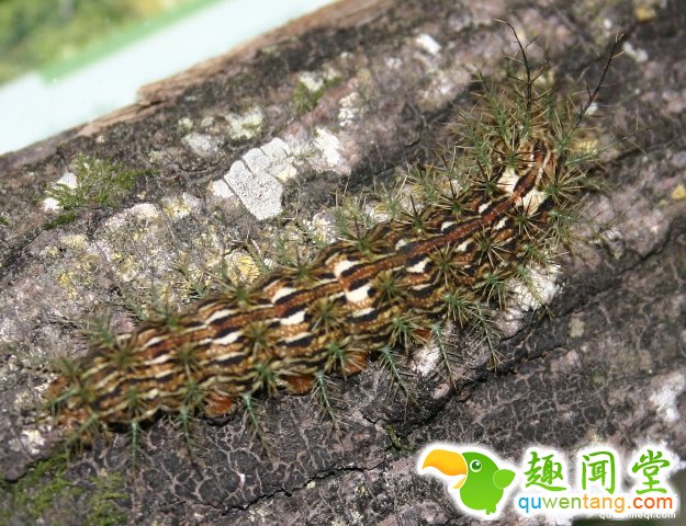 这隻身上长满小树的毛毛虫有「昆虫界的杀手之称」，要是「不小心碰到他后」你就死定了...