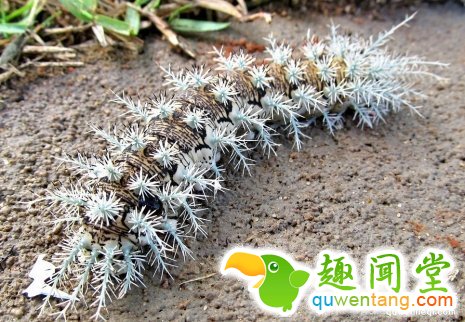 这隻身上长满小树的毛毛虫有「昆虫界的杀手之称」，要是「不小心碰到他后」你就死定了...