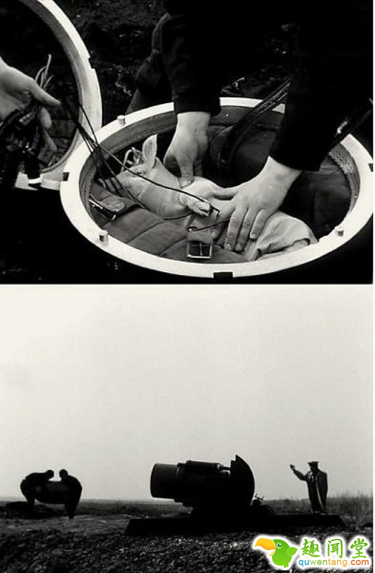 天宫二号发射之后，我们研究了下如何送一只青蛙上太空