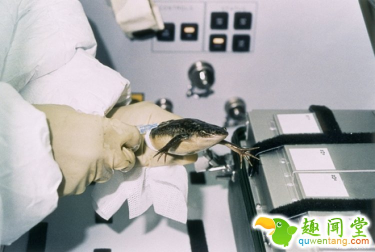 天宫二号发射之后，我们研究了下如何送一只青蛙上太空