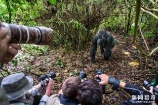 男子野外拍大猩猩，猩爷不爽被偷拍，一言