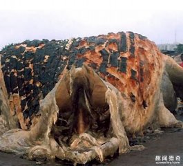 南非海怪的传说是真的吗？它长什么样？