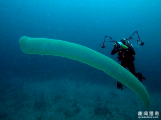 潜水者海底遇到“透明巨虫”，众人纷纷与