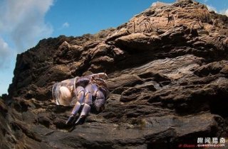 寄居蟹为什么会拿垃圾当家？真相让人太心