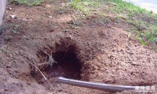 男子在家后院发现奇怪洞穴：接下来一幕傻
