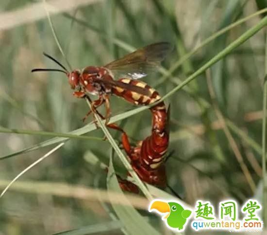 昆虫学家亲身体验被虫子咬，这描述令人头皮发麻