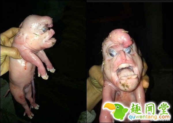 国内再现人脸猪仔：头顶长“丁丁”狰狞恐怖