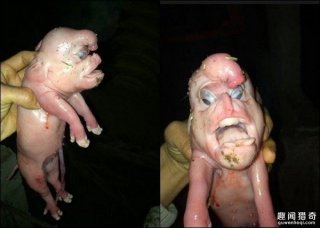 吓人！国内惊现“人脸猪崽”，样子非常恐