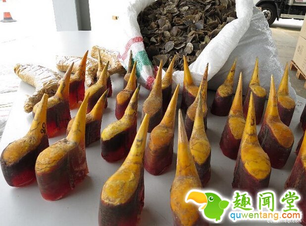 海关查获这些「认不出来」的比象牙珍贵走私品，等终于调查出「是什么的动物的头后」都心碎了...