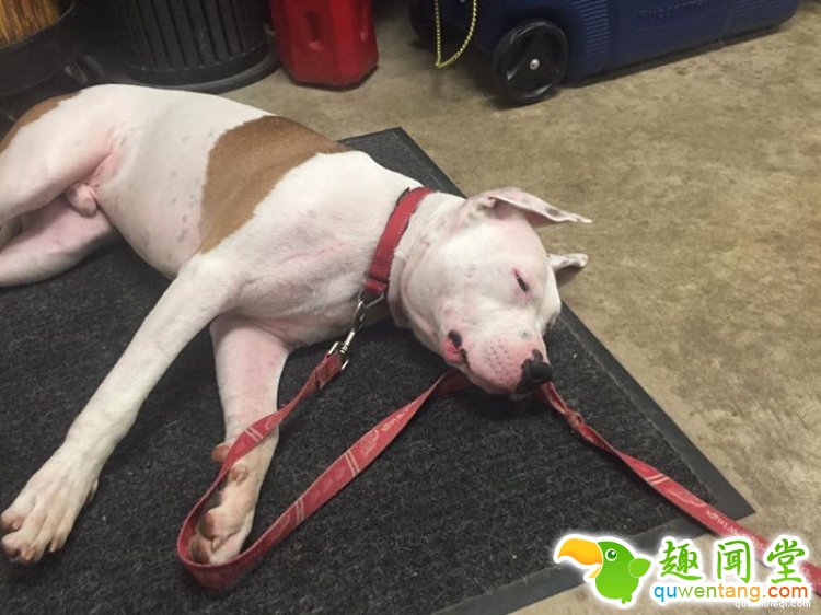 主人搬家遗弃家犬，狗狗趴在门口等了1个月...