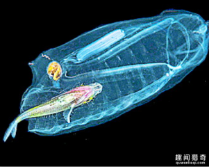 小伙潜水深至150米，发现透明彩色相交的鱼