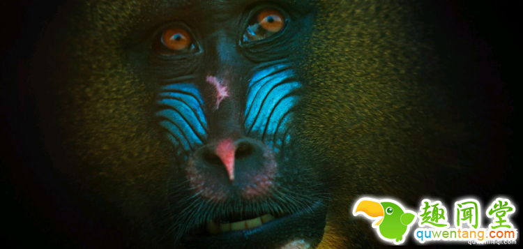 世界上最多彩的动物，看到最后的毛毛虫我炸了