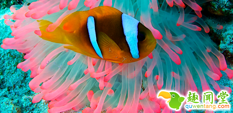 世界上最多彩的动物，看到最后的毛毛虫我炸了