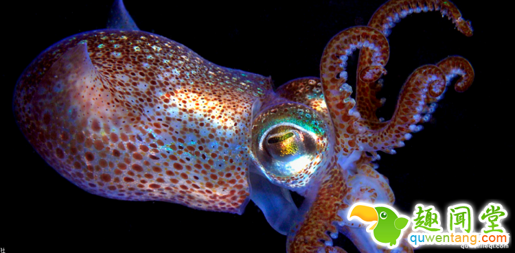 世界上最多彩的动物，看到最后的毛毛虫我炸了