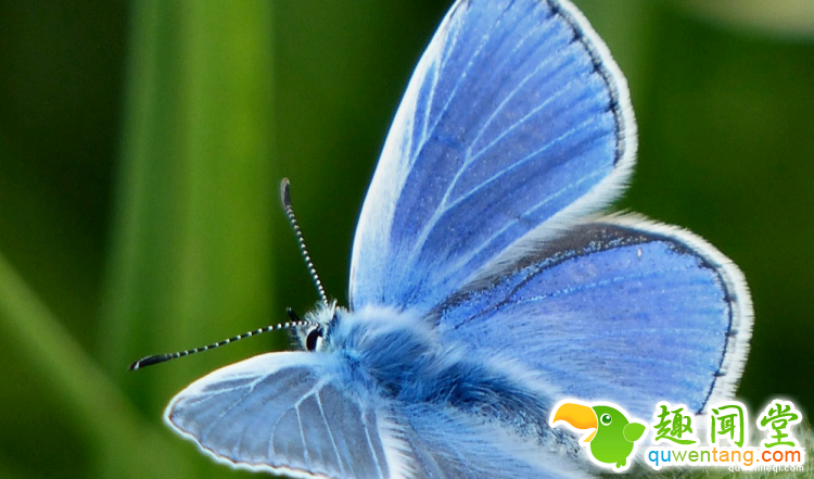 世界上最多彩的动物，看到最后的毛毛虫我炸了