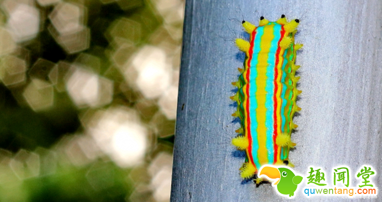 世界上最多彩的动物，看到最后的毛毛虫我炸了